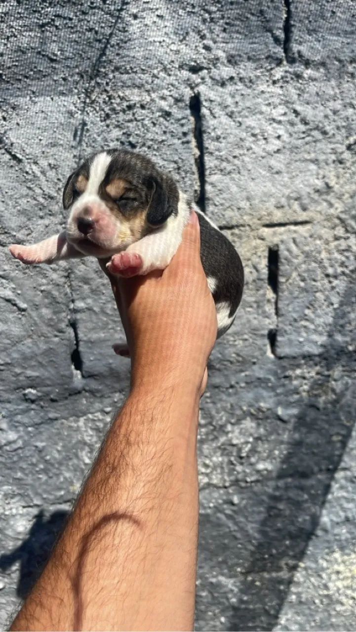 Beagles disponível - Foto 5