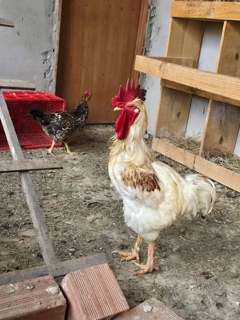 Ovos e Pintinhos de Galinha Balão - Foto 3