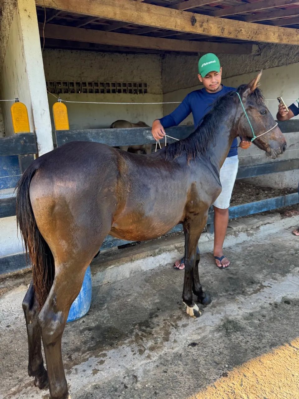 Potro QM   s/Registro  - Foto 2