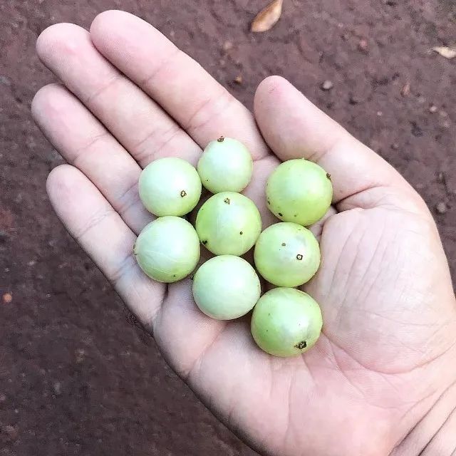 Mudas de Jabuticaba Branca ( Raridade) - Guarulhos