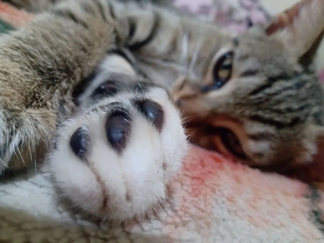 Doa-se gatinhos macho 