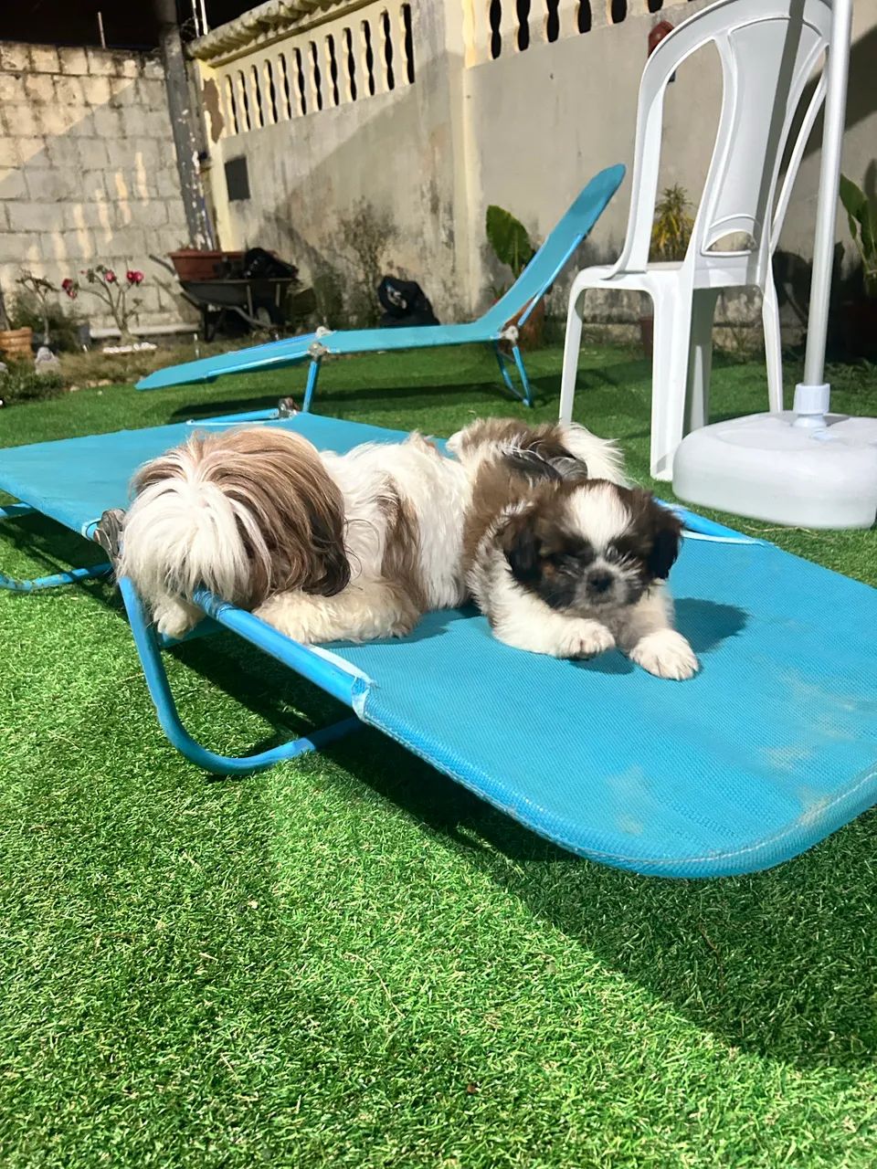 FILHOTES DE SHIH TZU TRICOLOR - LINHAGEM NOBRE - Foto 4