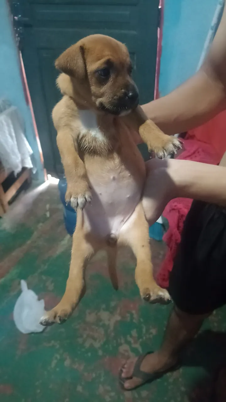 Adoção de Cachorro filhote fêmea