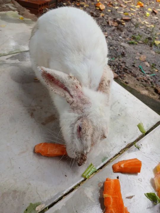 Coelho branco para adoção
