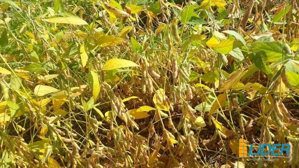 Fazenda à venda, AREA RURAL NO TRIANGULO MINEIRO - MG - Uberlândia/MG - Foto 3