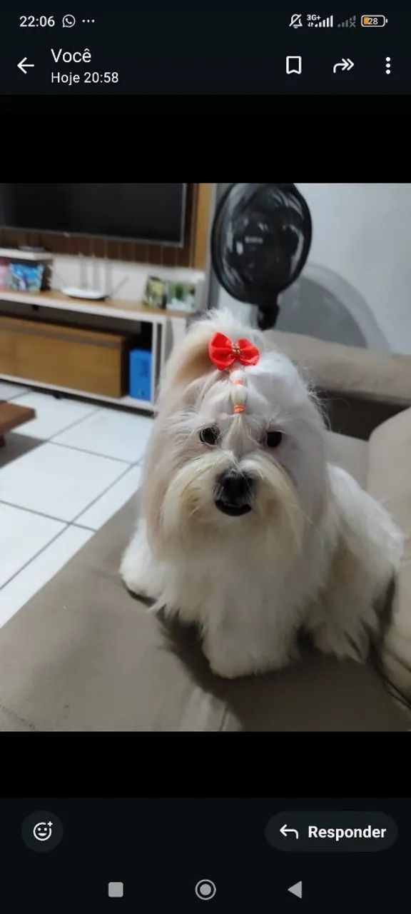 filhotes de lhasa Apso  - Foto 4