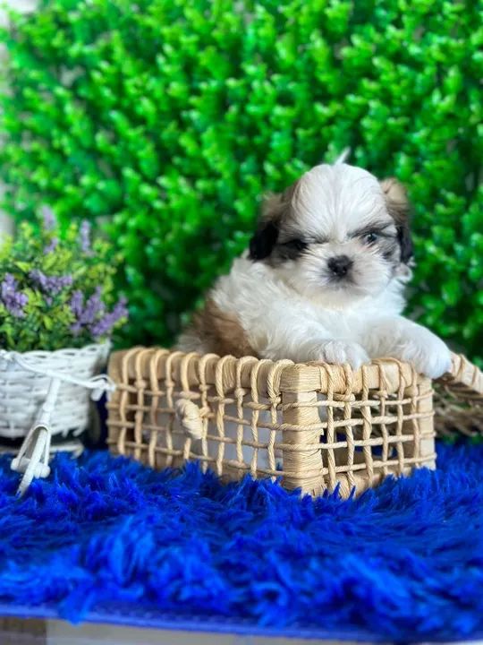Lhasa Apso  - Foto 2