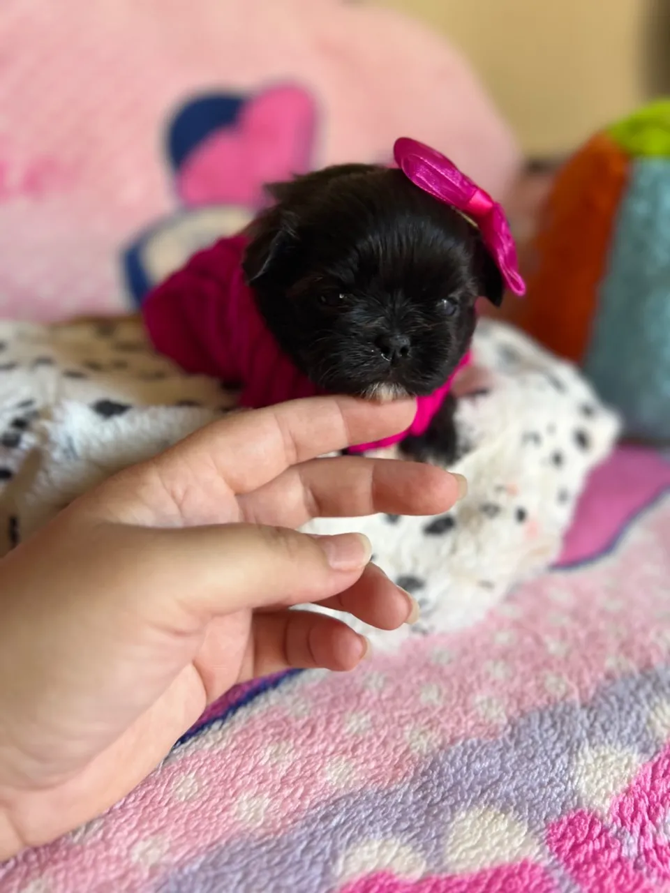 Filhote Shih Tzu Fêmea