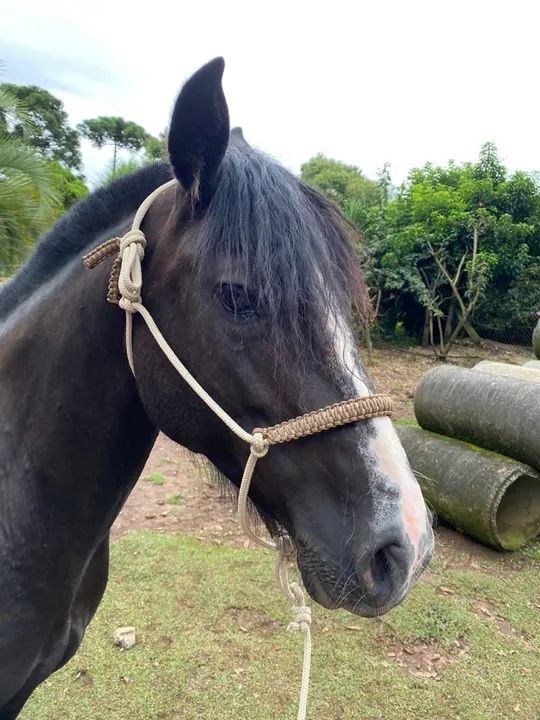 Cabrestos 7 nós  - Foto 2