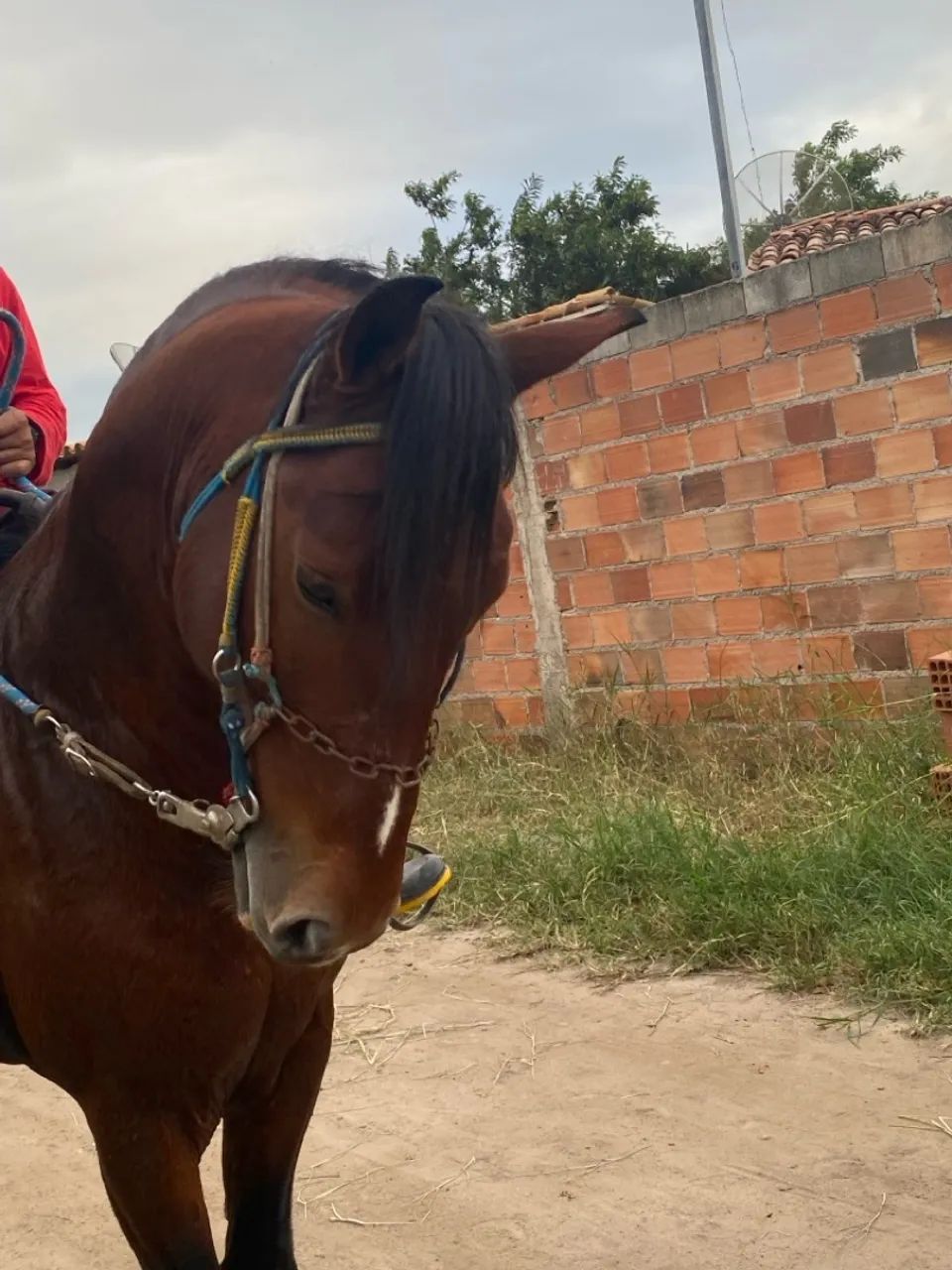 Cavalo mangalarga 