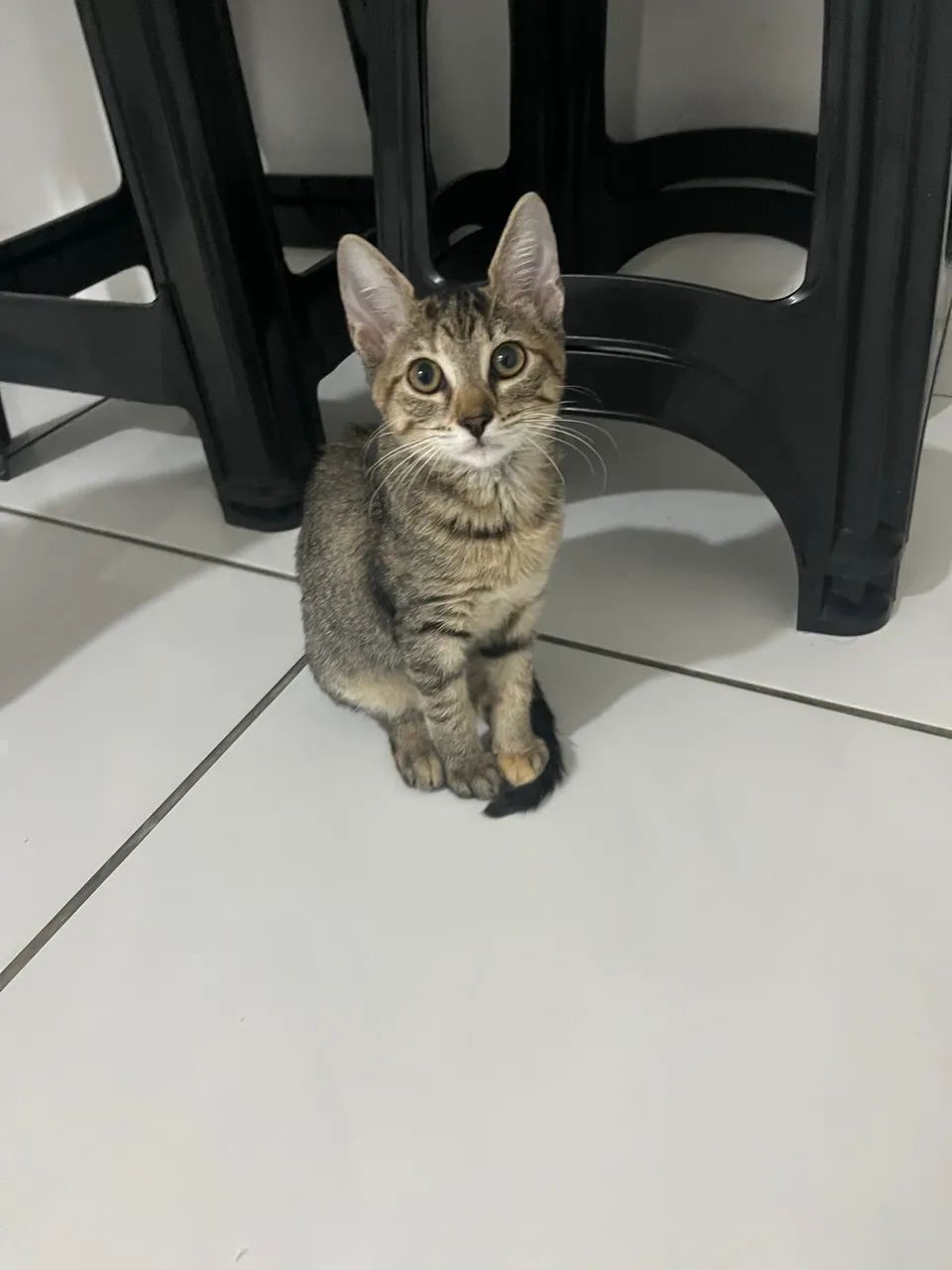 Gatinha para doação  - Foto 2