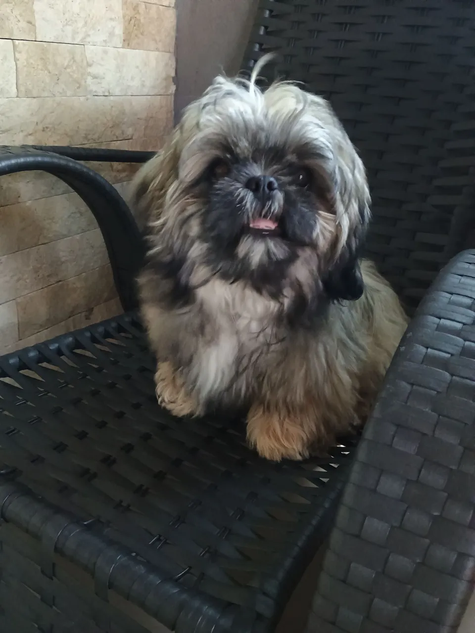 Shih Tzu Filhote