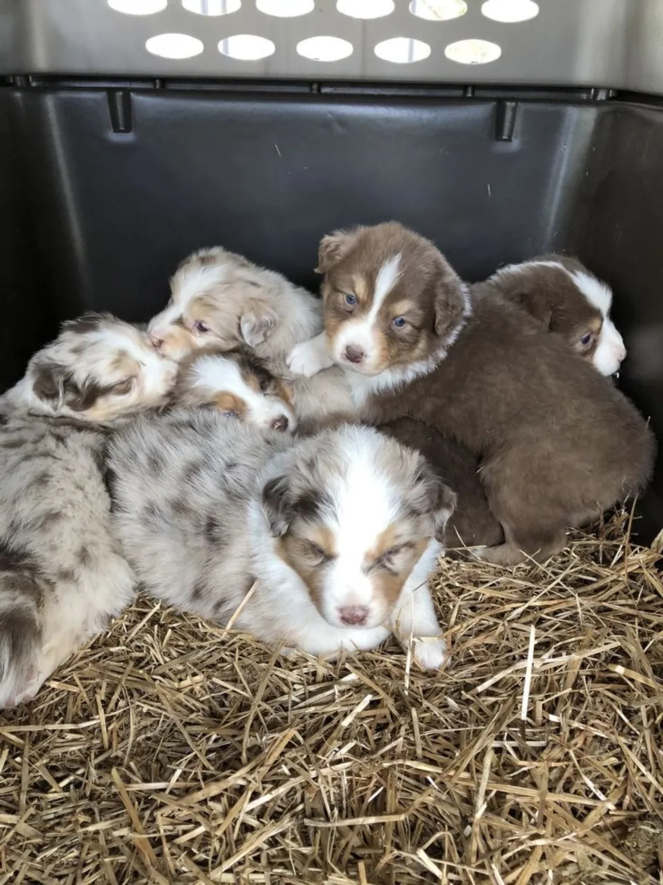 Border Collie - Com Bastante Cores Disponíveis