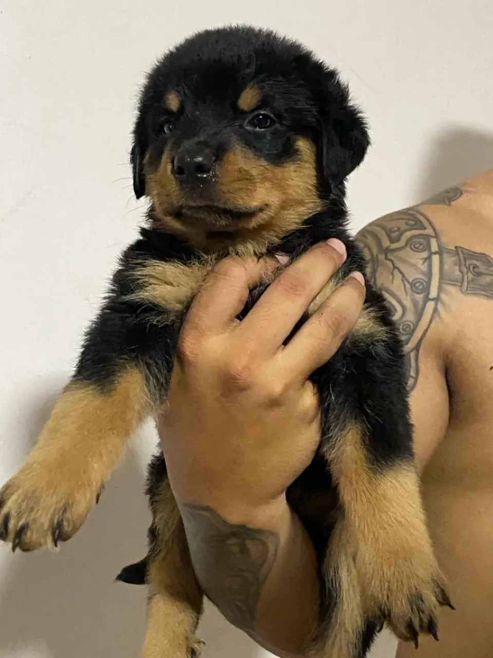 Filhotes de Rottweiler Fêmeas cabeça de touro - 45 dias
