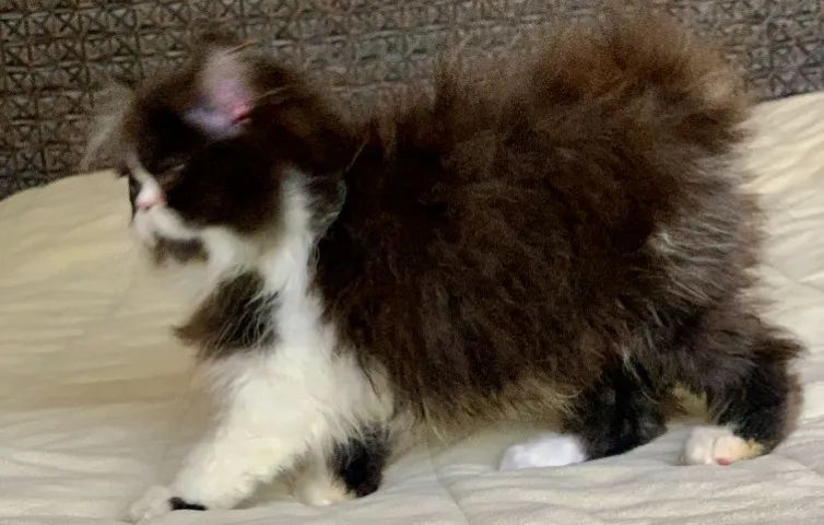 Show de Gata persa Femea filhote bicolor extremada Super peluda 3 Meses  linda. - Foto 3