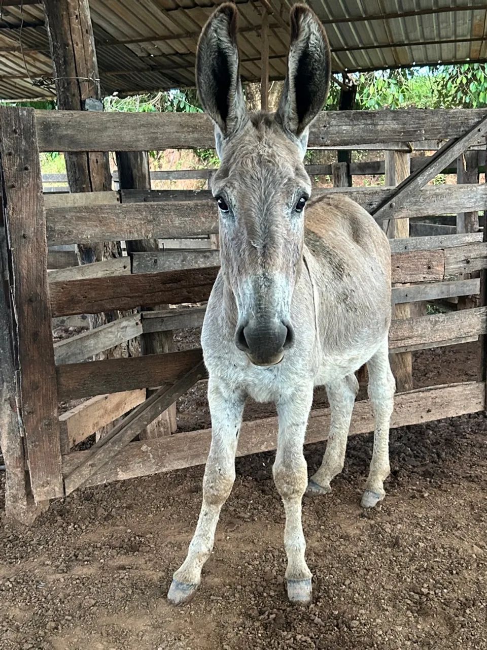 Na de colocar na baia ainda cresce muito novinho  - Foto 2