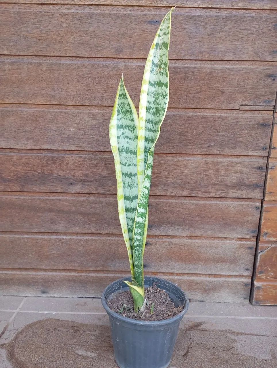 Muda Espada de Santa Barbara 40cm - Foto 2