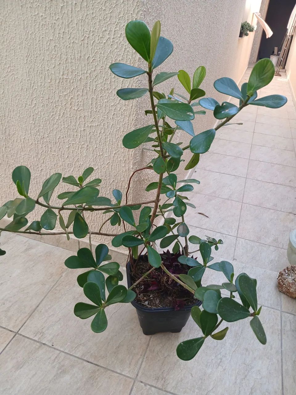 Clúsia - Foto 5