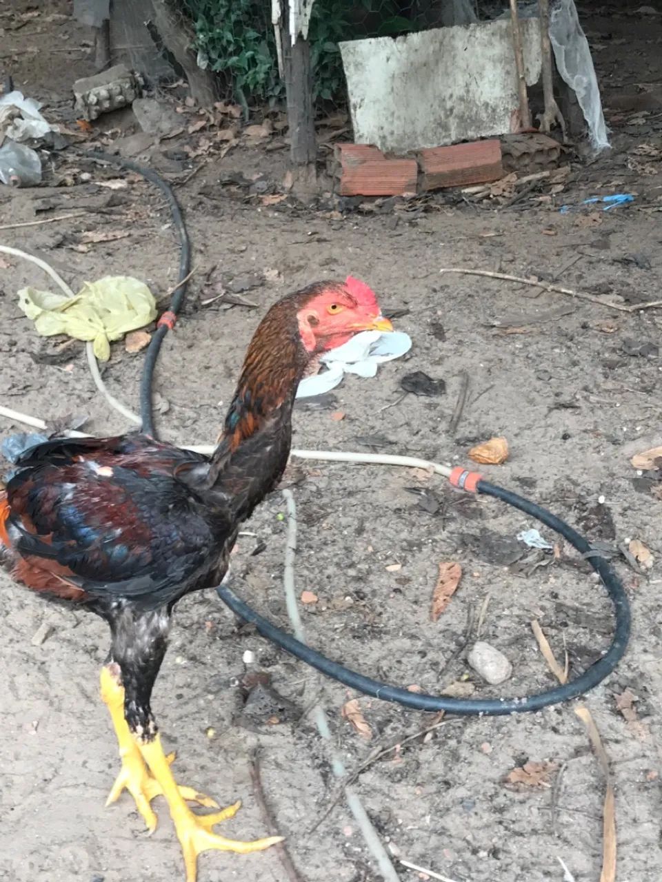 Galo frango  - Foto 5