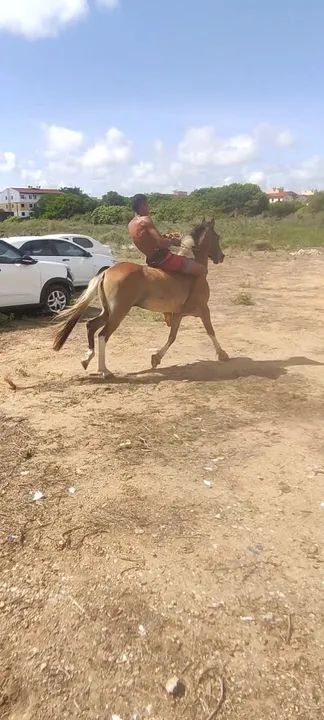 Cavalo testado de carroça e montada  - Foto 2