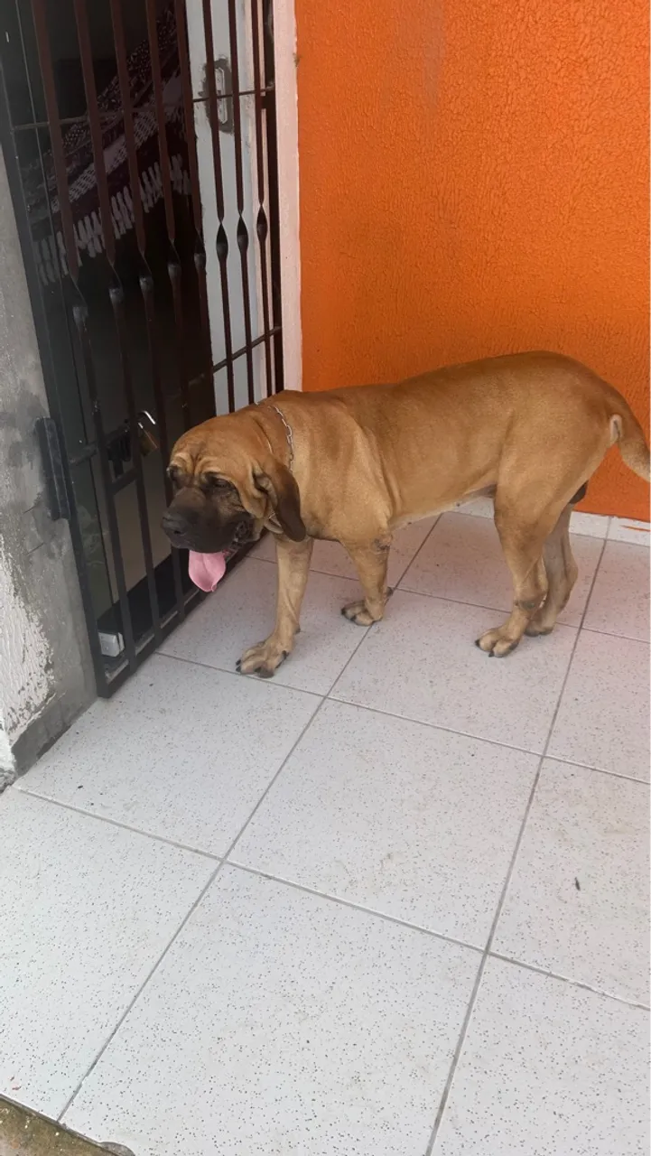 Fila Brasileiro Macho