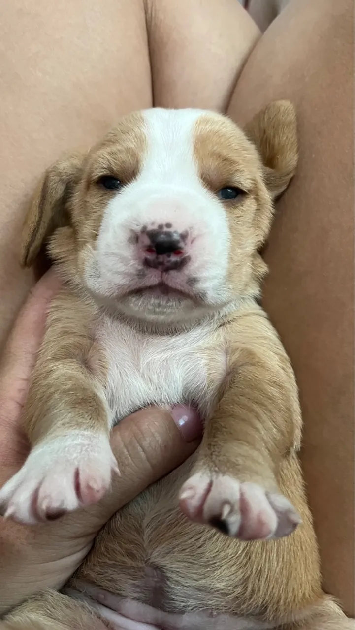 Filhote de BASSET HOUND PURO