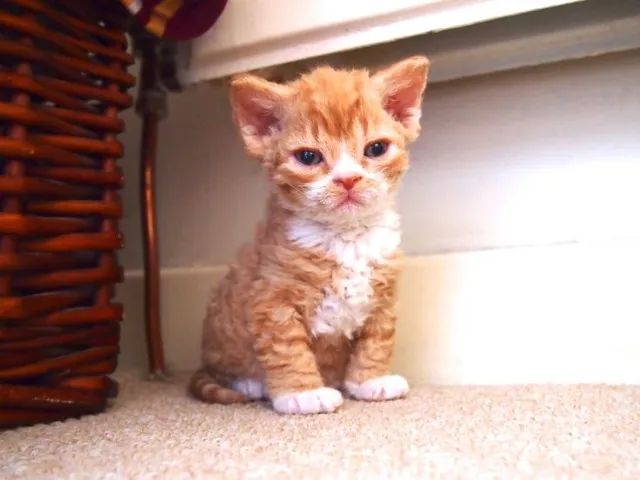 Selkirk Rex Filhote na Cor Red a Sua Espera  - Foto 3