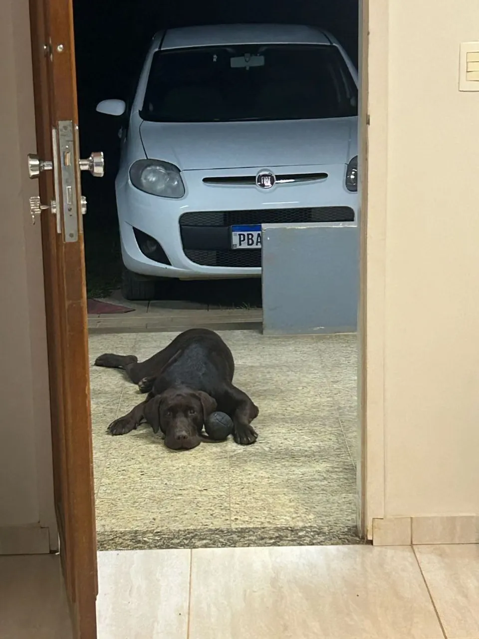 Labrador puro procura uma namorada