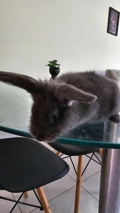 Mini coelho - Foto 6