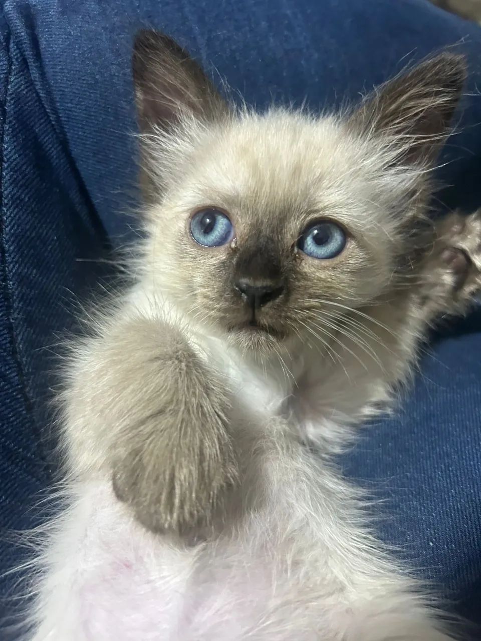 Gato siamês  - Foto 4