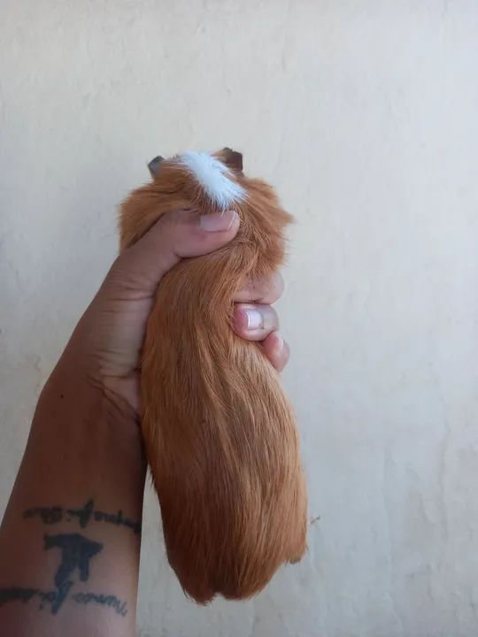 Porquinha da Índia  - Foto 5