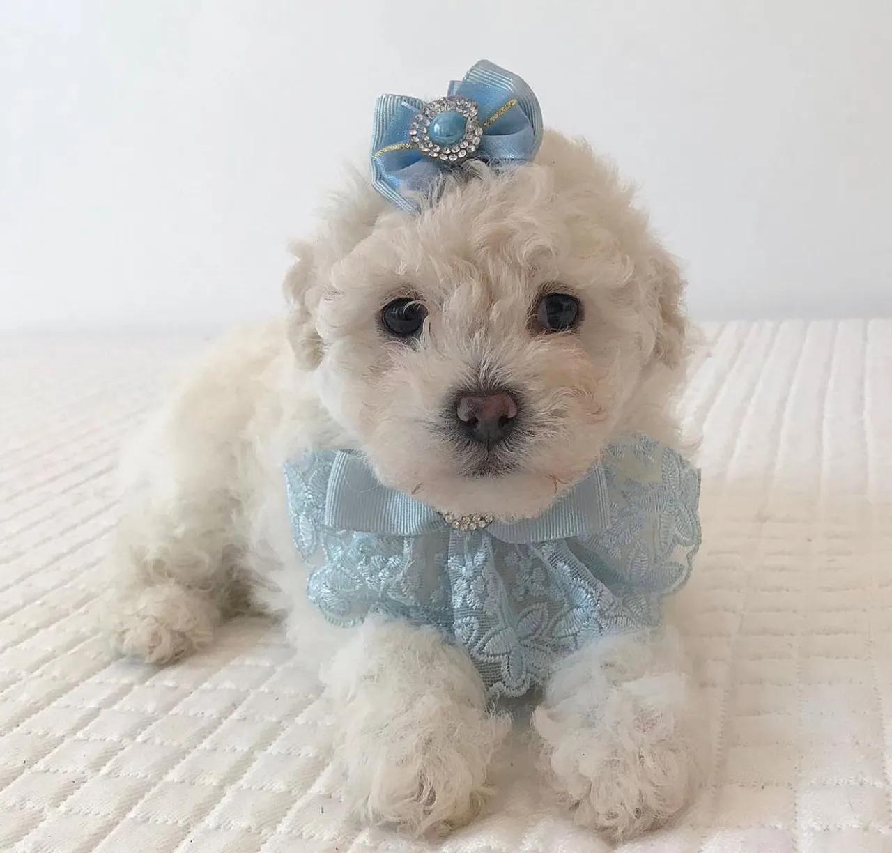 Filhote de Poodle Toy Charmoso e Elegante
