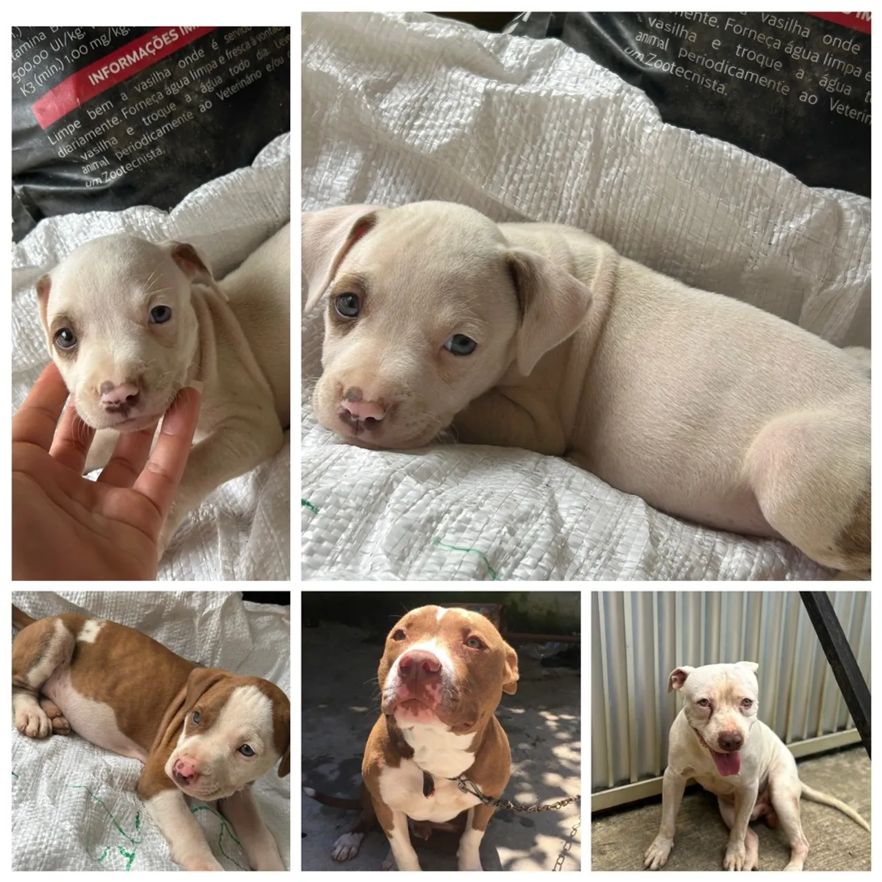 Filhotes de Pitbull para adoção