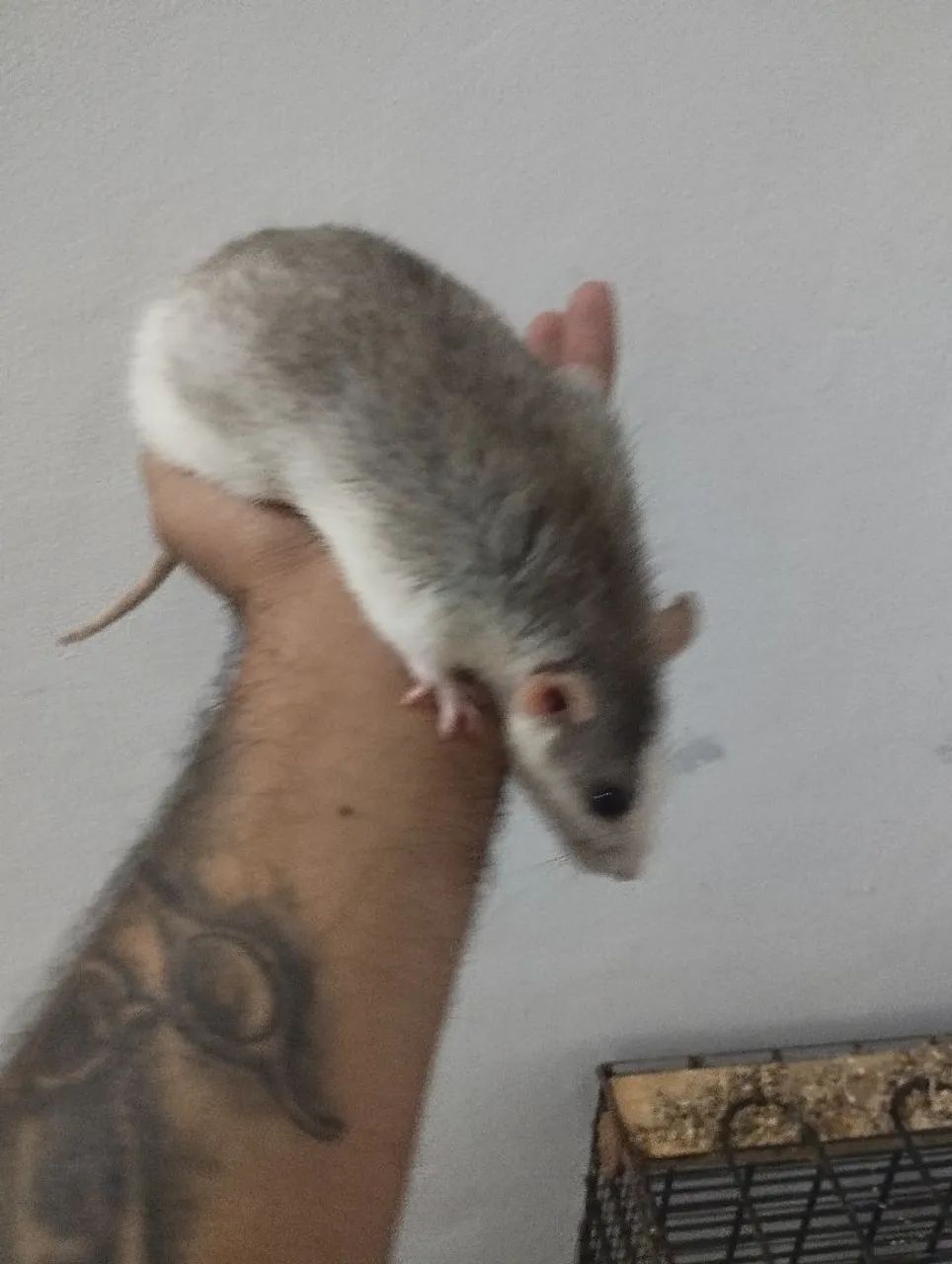 Ratos Twister e camundongos 