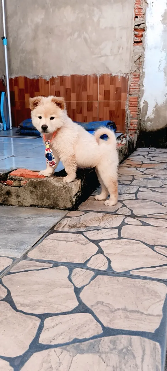 Cachorro chow chow
