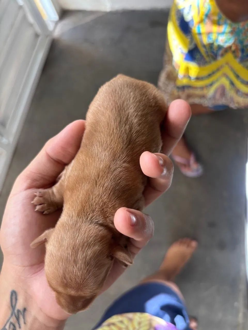 Filhote de cachorro pincher  - Foto 5