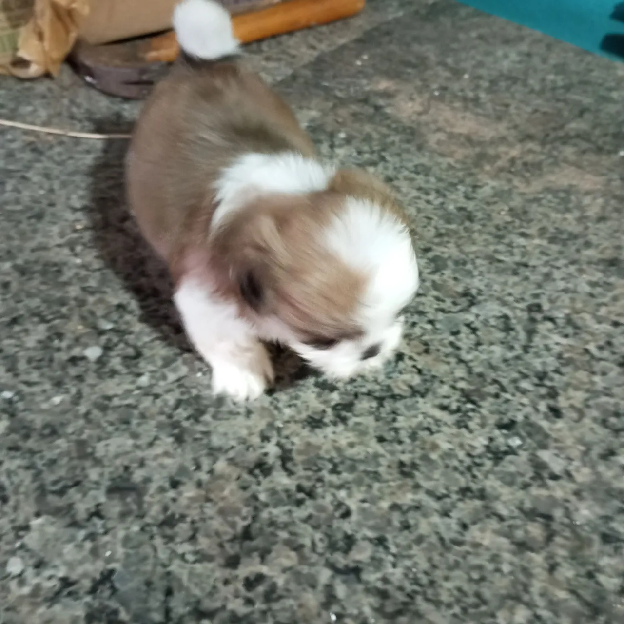 Cachorro