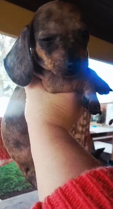Filhote fêmea arlequim de Dachshund, cofap, linguicinha, salsicha, teckel, Uma Fofura!