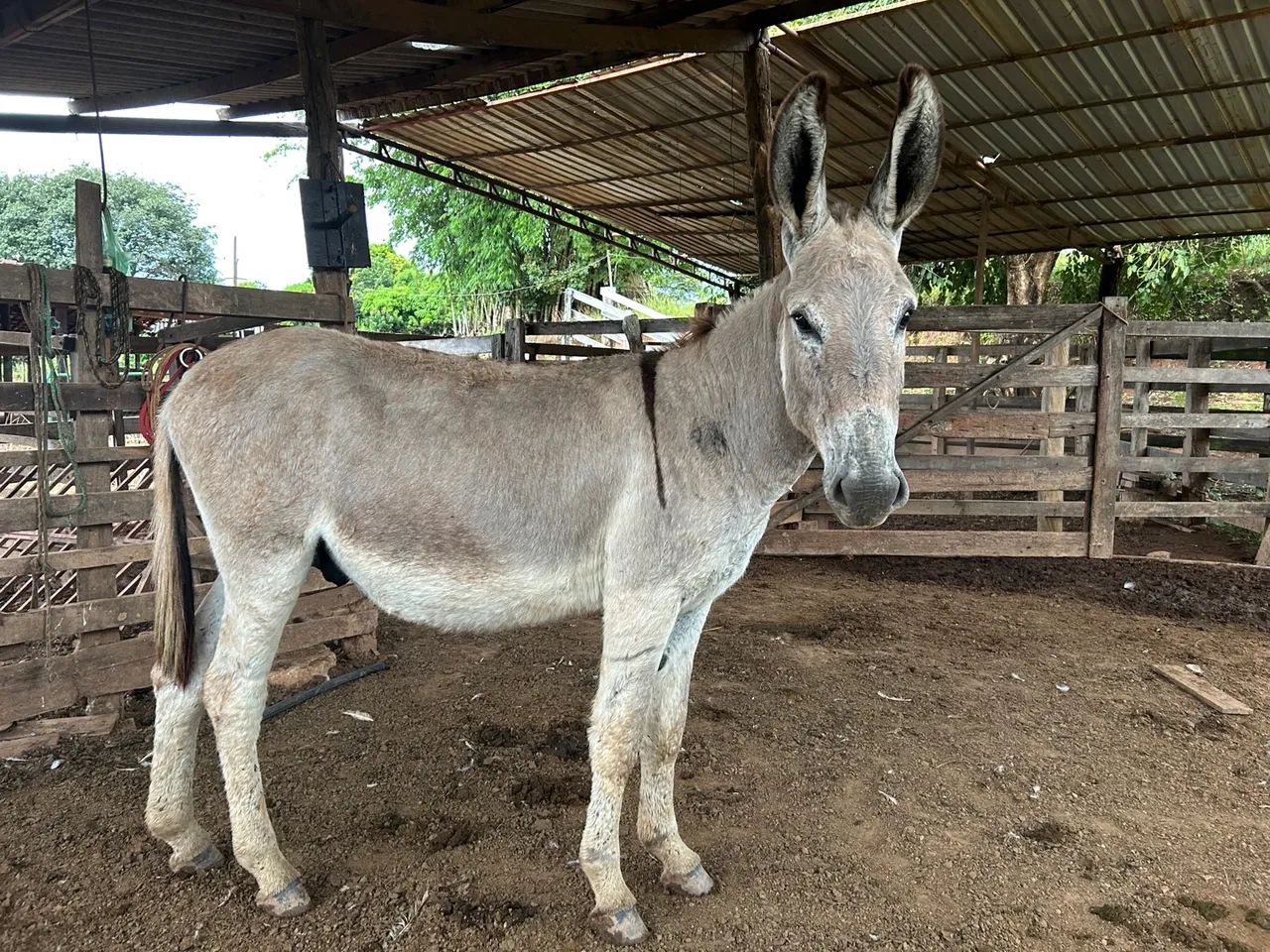 Na de colocar na baia ainda cresce muito novinho  - Foto 4