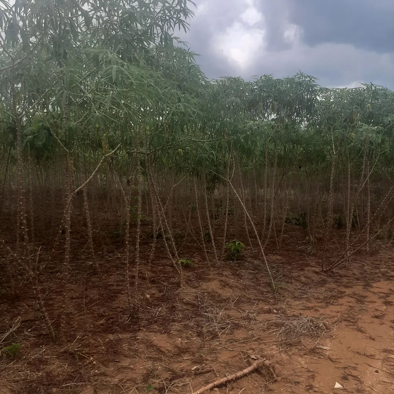 Macaxeira Manteiguinha 