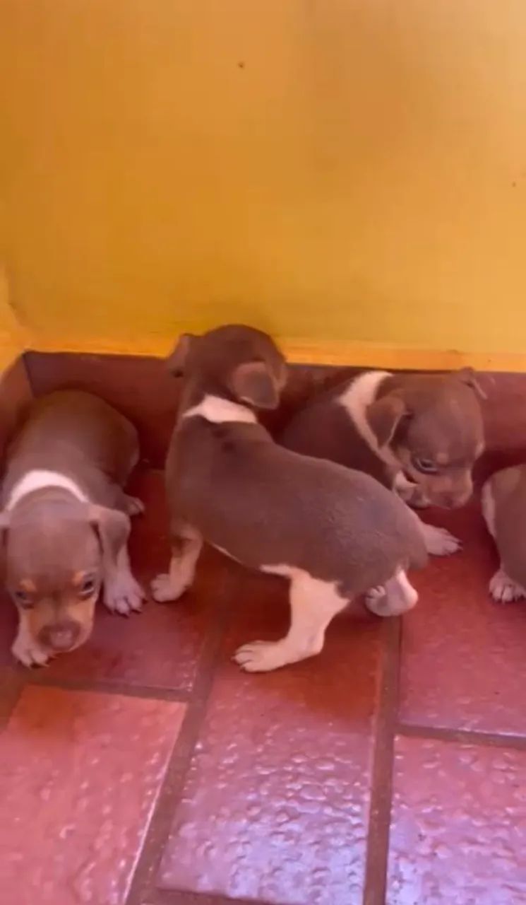 Filhotes de fox paulistinha marrom