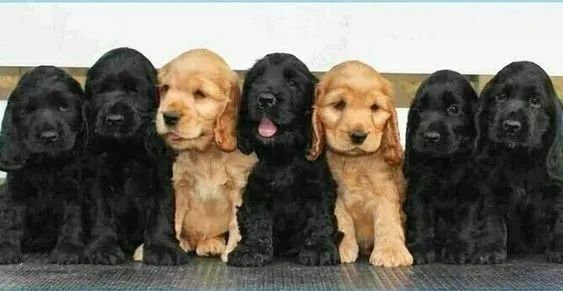 Cocker Spaniel Inglês ?  Alegre, carinhoso - Confira 