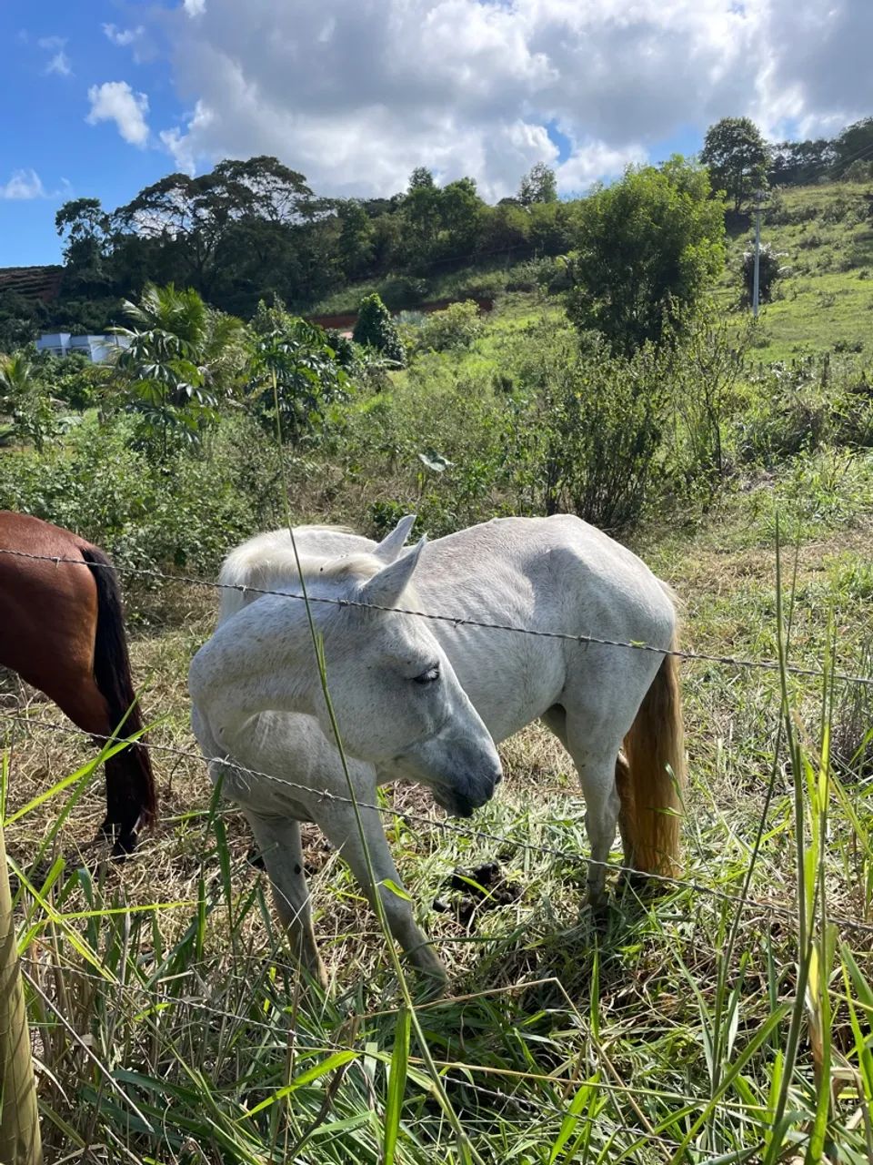 Cavalo para venda - Foto 3