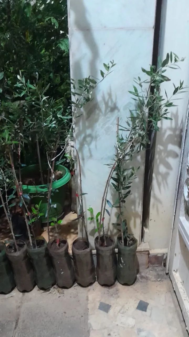Oliveira Arbequina (vendo mudas)