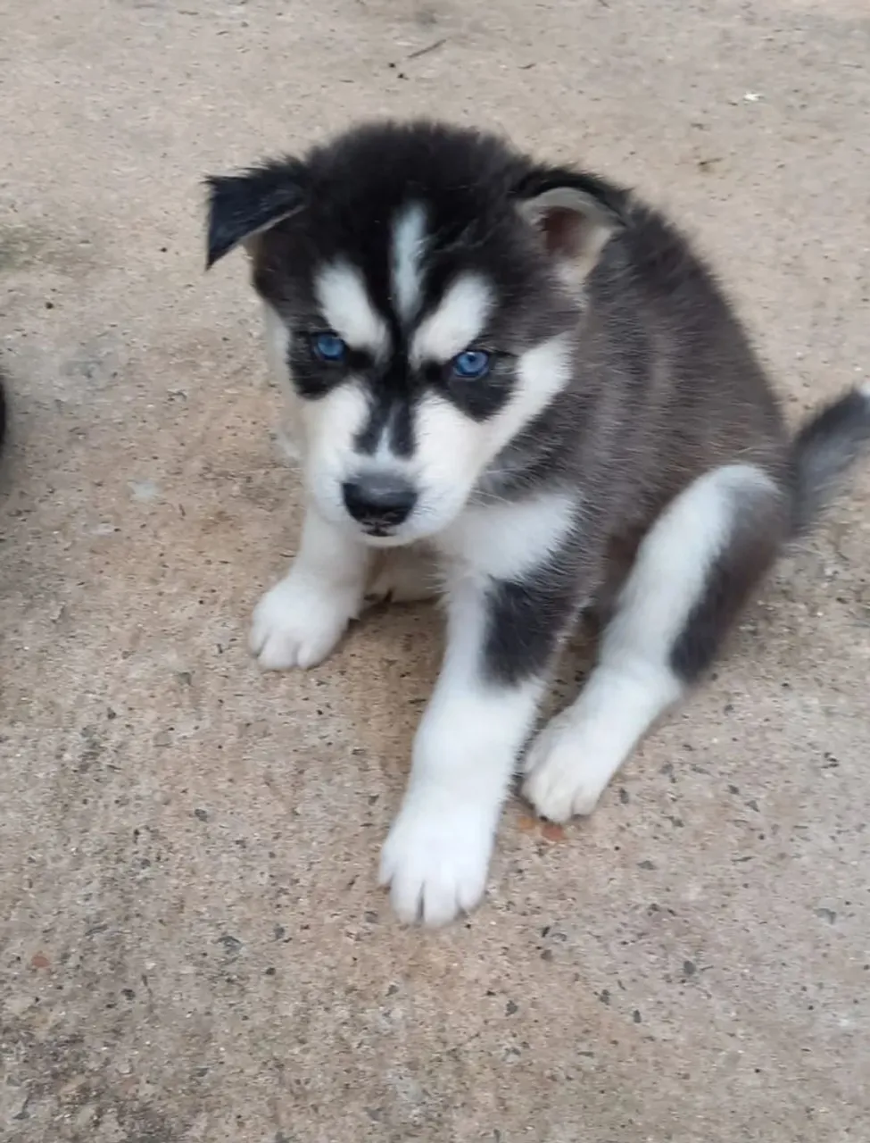 Doação Responsável Husky Siberiano