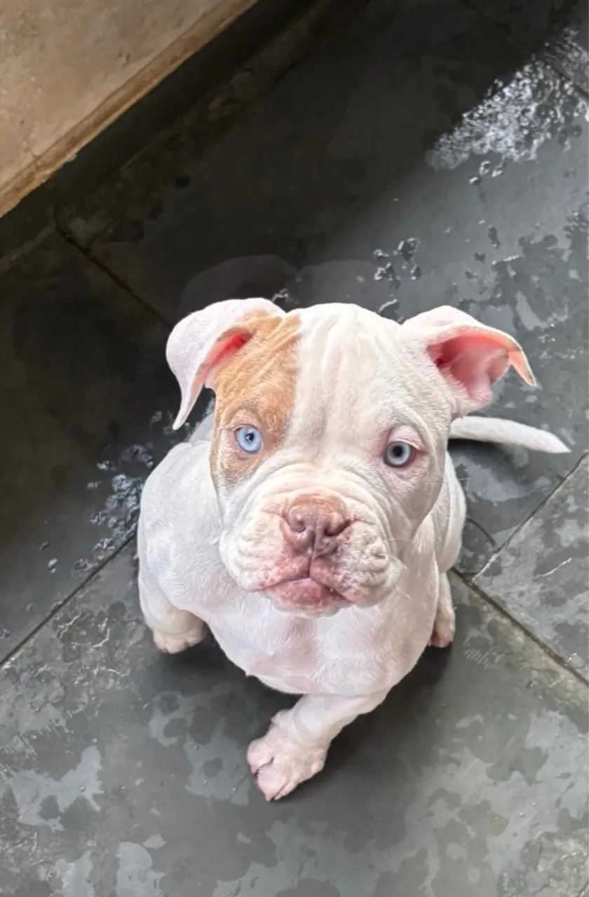 Filhote de Bulldog Americano - Olhos Azuis