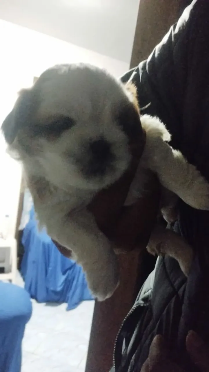 Vendo Filhotes de Shih Tzu fofo. 2 fêmeas