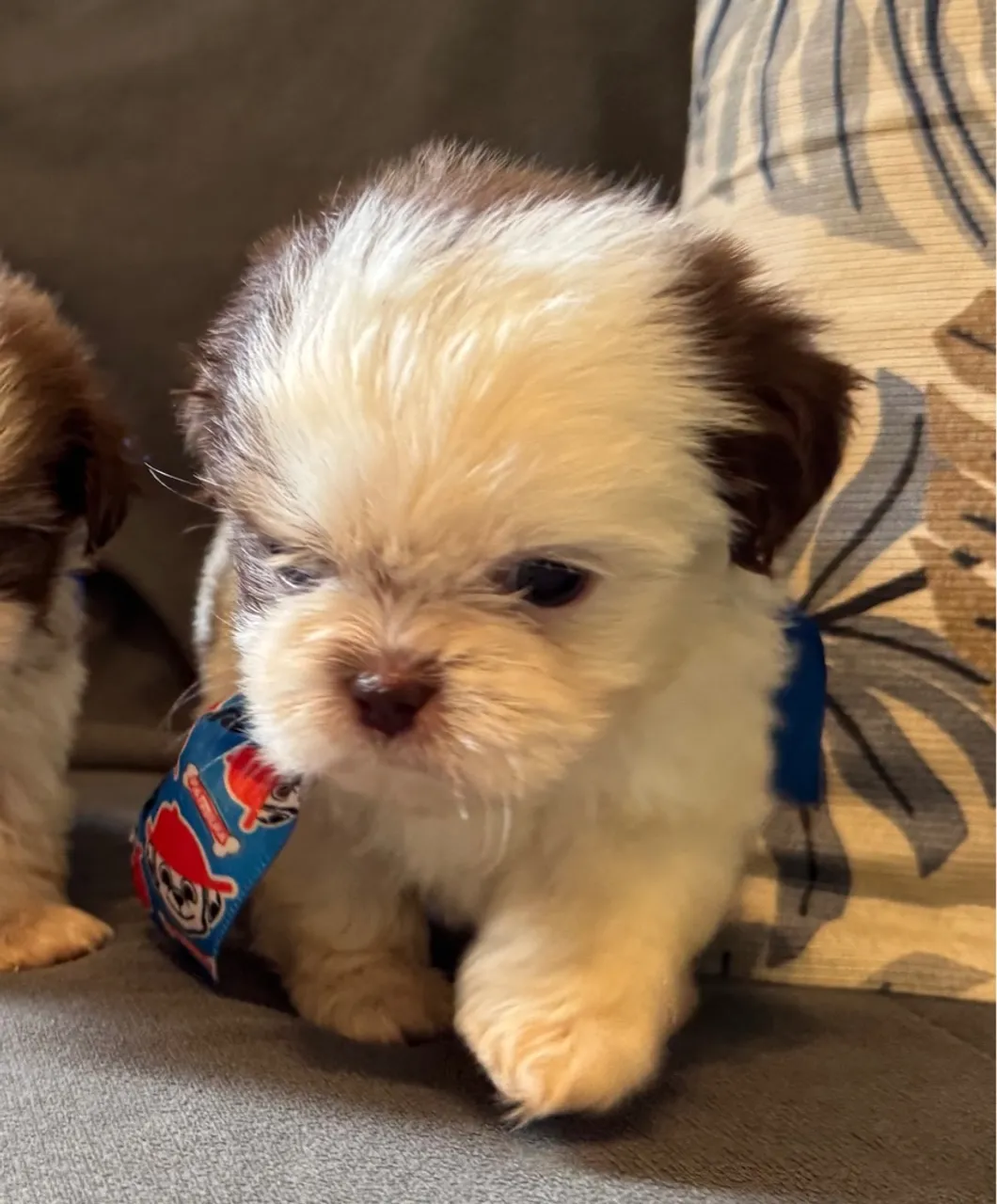 MACHINHO shih tzu mini fígado MINÚSCULO