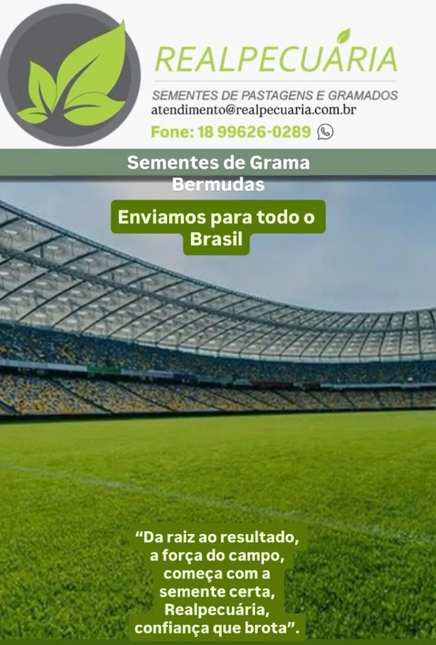 BERMUDA GRASS SEEDS64304354589315120