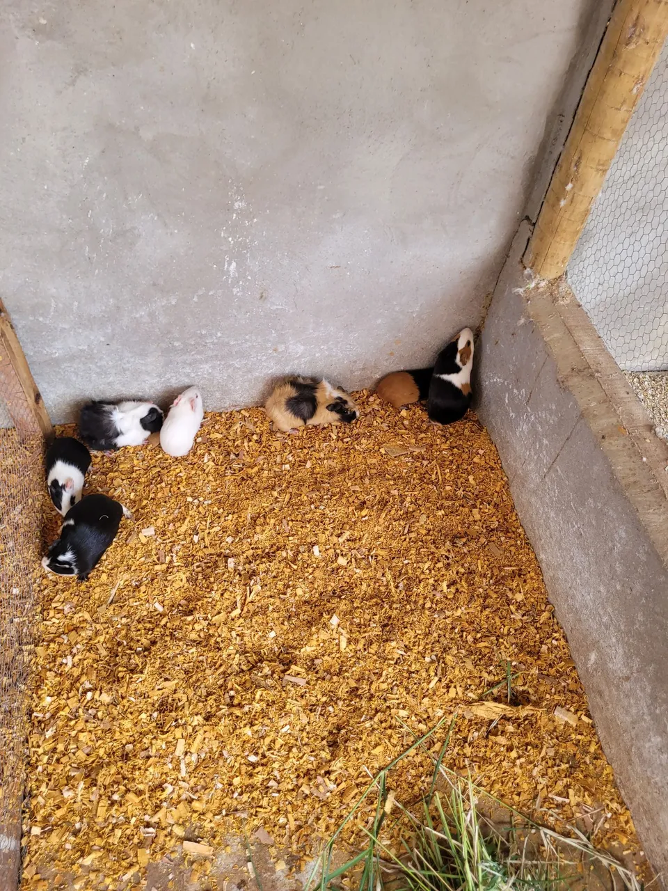 Vendo lote de porquinho-da-índia(preá)